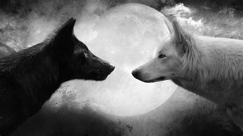 Grayscale photo of two white and black wolves, wolf, black, white, Moon ...