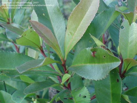 PlantFiles Pictures: Gordonia Species, Loblolly Bay (Gordonia ...