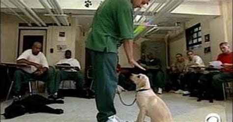 Puppies Behind Bars - CBS News