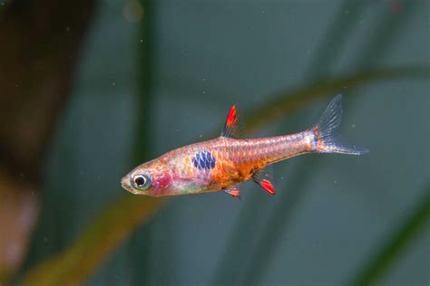 Strawberry Rasbora: Care, Size, Breeding, Tank Size & More - Fish ...