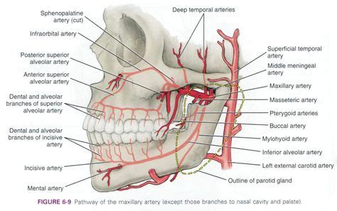 infraorbital - Google Search | Medical transcription | Giant cell ...