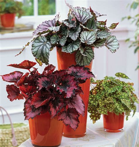 Find the Right Begonia for You - Fine Gardening