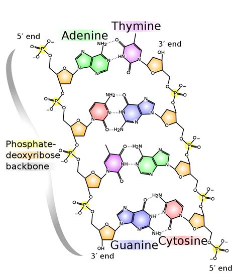 DNA | Biomacromolecular structures