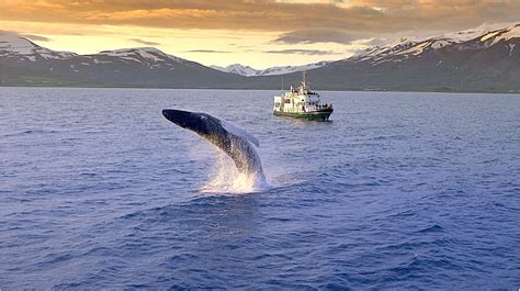 Reykjavik - Whale Watching | Guide to Iceland