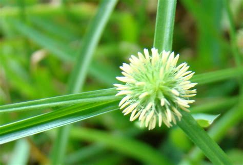 nutgrass advanced | This is what happens to the seed or flow… | Flickr