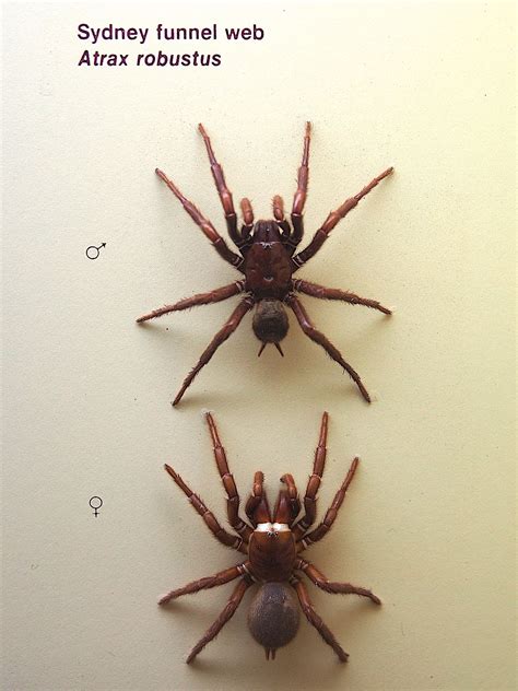 Sydney funnel-web spider - Wikipedia