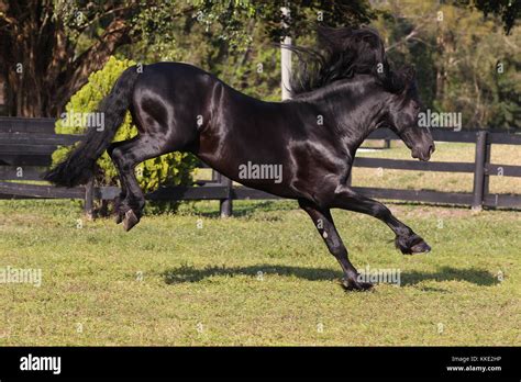 Friesian Horse Bucking Stock Photo - Alamy