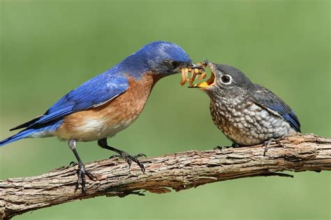 How to Attract Insect-Eating Birds - Mr Pest Control