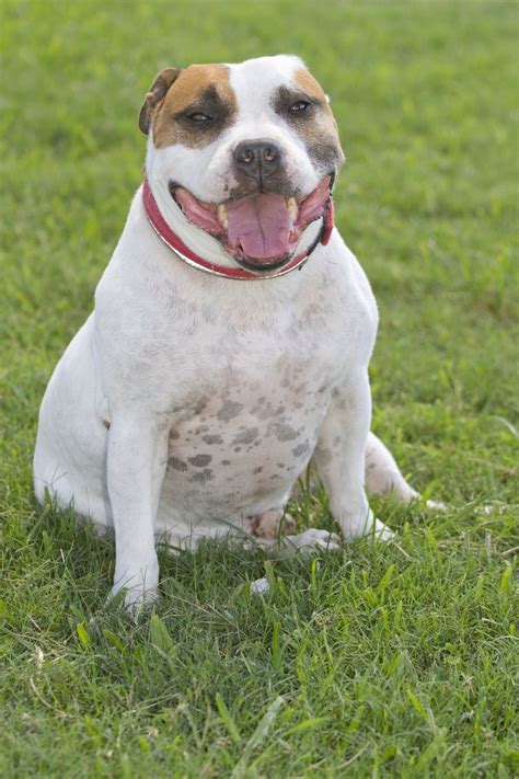 Caesar - Medium Male English Staffordshire Bull Terrier x American ...