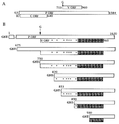 (A) Organization of MV P/C/V cistron. Numbering refers to the ...