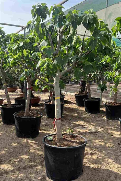 Common Fig Tree - Fruiting - Outdoor Plants | Plantshop.me