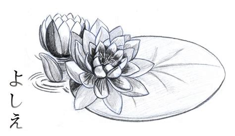 Water lily drawing, Lilies drawing, Pencil drawings of flowers