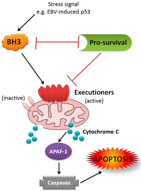 Model of BCL-2 family-mediated intrinsic apoptosis. Schematic of ...