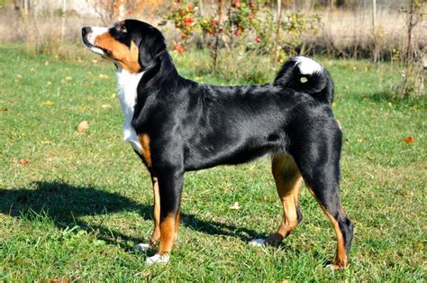 Appenzeller Sennenhund - Wednesday 6th November 2019