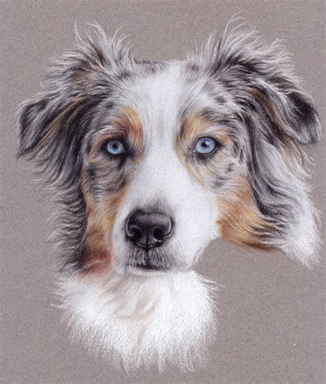 Australian Shepherd - Step by step | Artistic Blog - learn how to draw ...