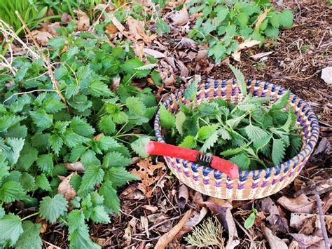 Nettle Tea | Nourishing Herbal & Food as Medicine Recipes