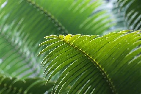 Fotos gratis : árbol, naturaleza, bosque, rama, luz de sol, hoja, flor ...