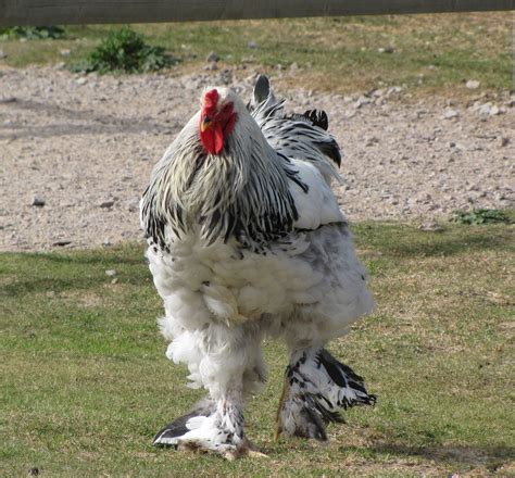 What’s With That Giant Chicken? | San Mateo County Libraries