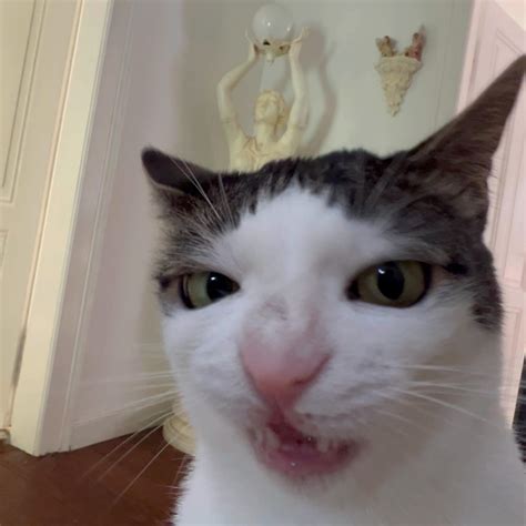 What is the viral crunchy cat meme on TikTok? - Dailynationtoday