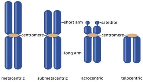 Centromere Types