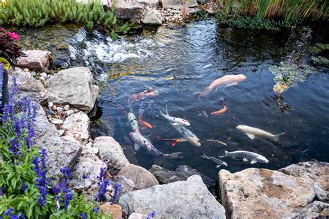 Small Fish Pond Design Ideas