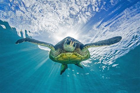 Fotos Schildkröten Unterwasserwelt Tiere