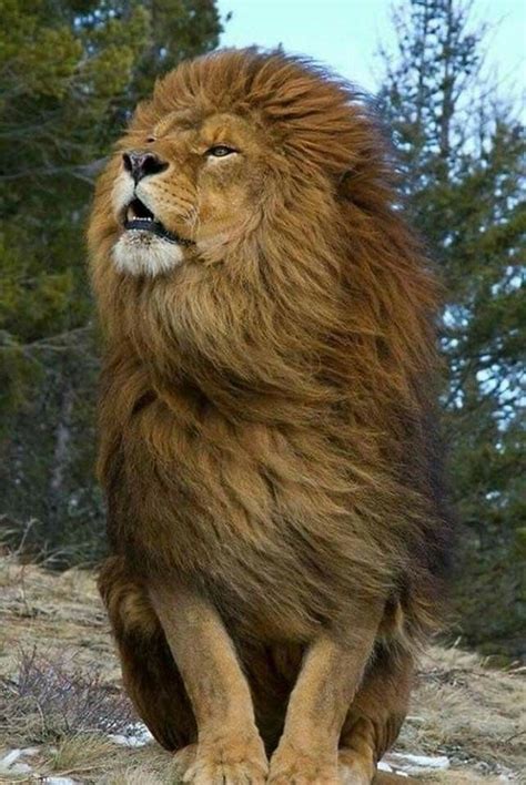 The Majestic lion is King. | Big cats, Majestic animals, Animals wild