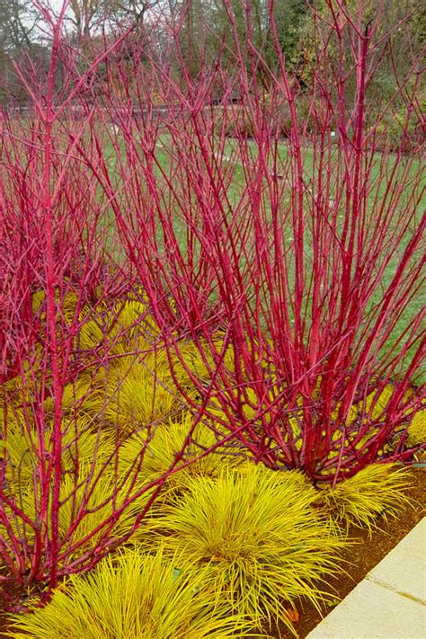 Buy Red Osier Red Twig Dogwood | FREE SHIPPING | 2 Gallon