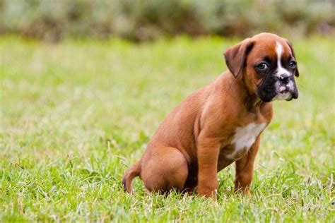 dog training tips #dogtraining | Boxer puppy, House training puppies ...