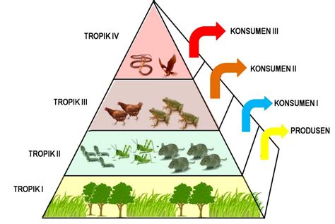 Pengertian Rantai Makanan Adalah : Definisi, Komponen, Macam Jenis dan ...