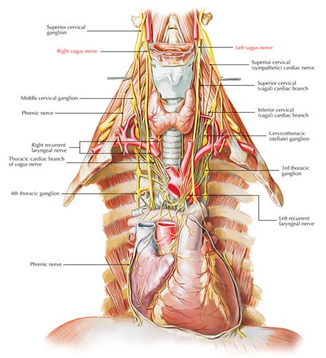 Easy Notes On 【Vagus Nerve】Learn in ... | Vagus nerve, Nerve anatomy ...