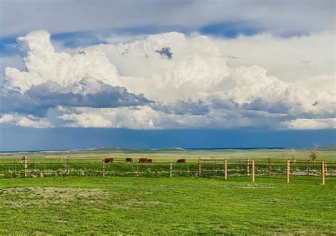 How to Create and Maintain Pasture Land • The Prairie Homestead