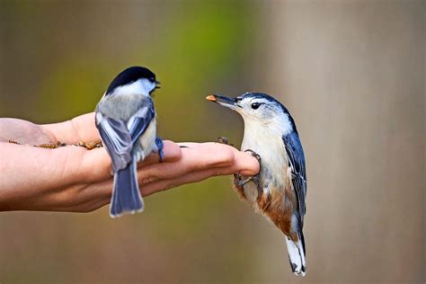 Hand Feeding Birds: How to Do It Safely - Birds and Blooms