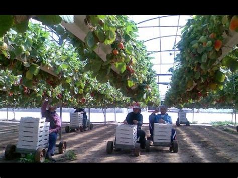 Israel Agriculture Technology, Smart Farming – Agriculture In The ...