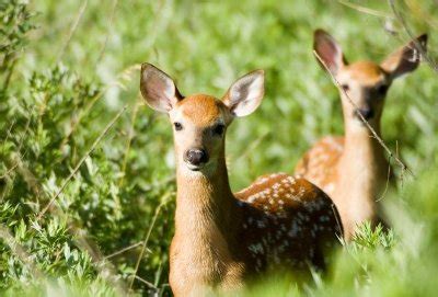 Whitetail Deer Fawns