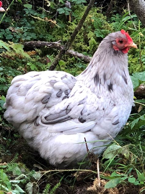 Splash Cochin Bantam Chickens for Sale | Cackle Hatchery