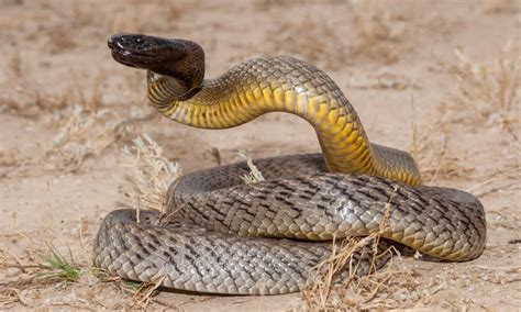 Fierce Snake Pictures - AZ Animals