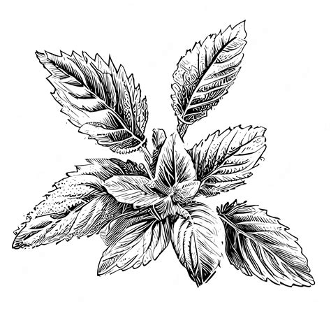 Premium Vector | A drawing of mint leaves with the leaves in black and ...