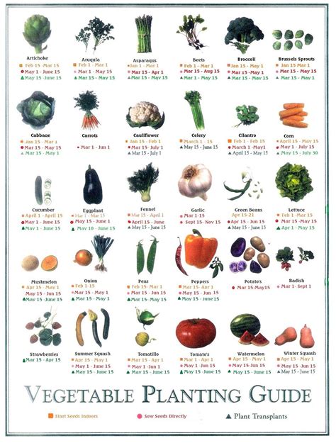 Pin by Zdenka chovancova on Zahradna vysadbs | Vegetable planting guide ...