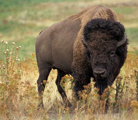 American Bison, also known as buffalo, in the Badlands National Park ...