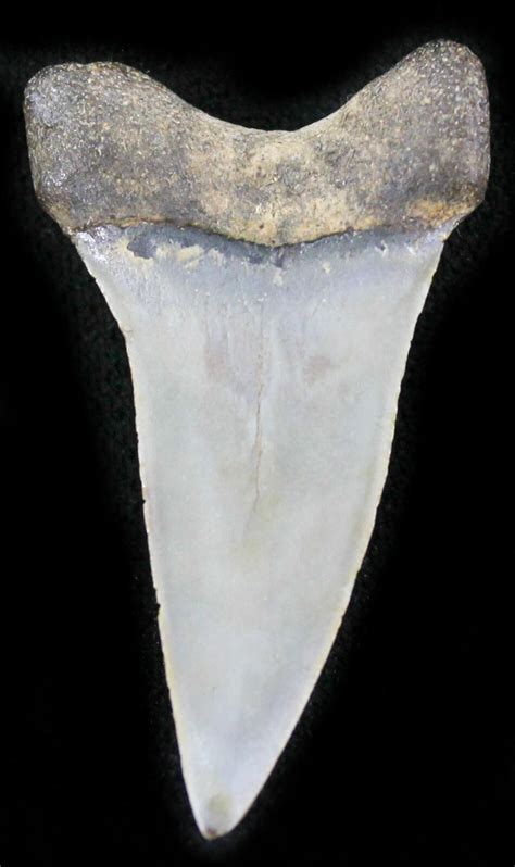 1.5" Fossil Mako (Isurus) Shark Tooth - Belgium (#24385) For Sale ...