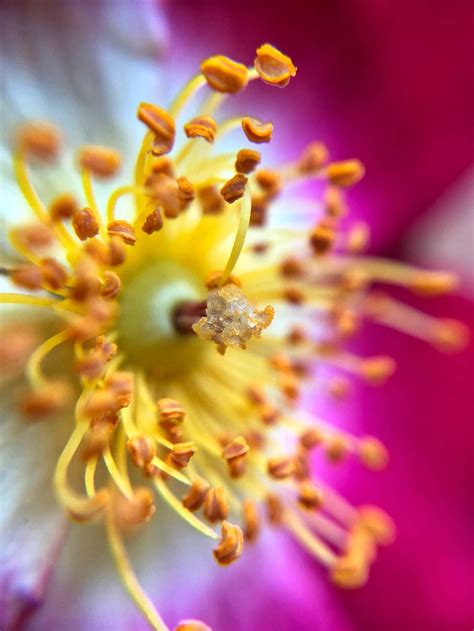 9 Tips For Beautiful Flower Macro Photography On iPhone