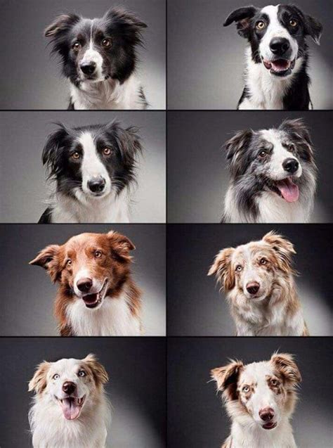 Border collie variety | Collie puppies, Collie dog, Collie