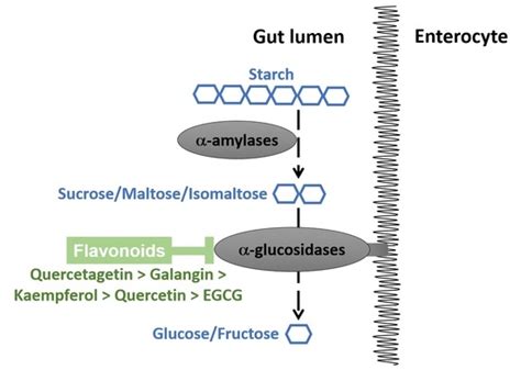 Foods | Free Full-Text | Flavonoids as Human Intestinal α-Glucosidase ...