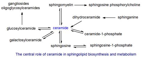 Ceramides, sphingolipids, skin, structure, occurrence, biosynthesis ...