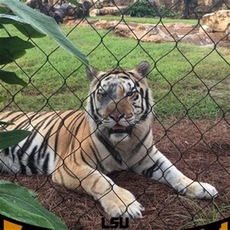 Mike the Tiger Habitat - 95 Photos & 35 Reviews - Local Flavor ...