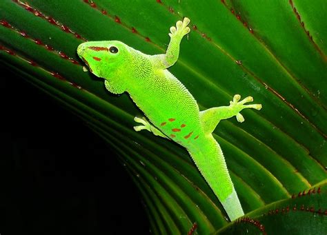 Madagascar day gecko | CITES