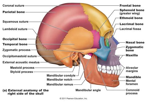 Skeletal System - Ms. Mastro's Website