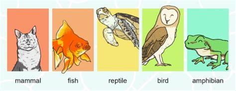 Vertebrate Examples