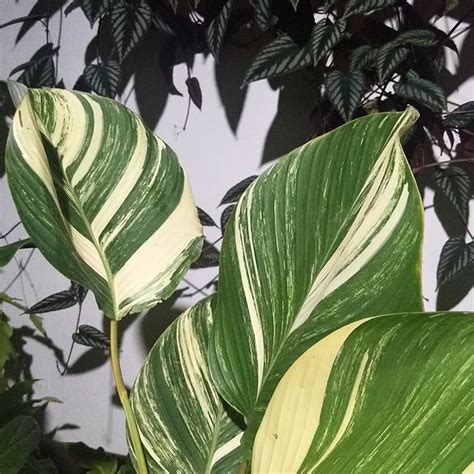 calathea lutea variegata, cissus discolor Potted Plants, Indoor Plants ...